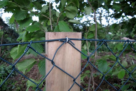 Zaun bauen: Maschendraht an Zaunpfahl und Spanndraht